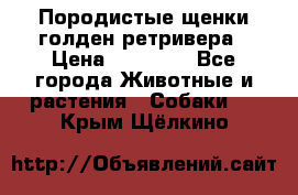 Породистые щенки голден ретривера › Цена ­ 25 000 - Все города Животные и растения » Собаки   . Крым,Щёлкино